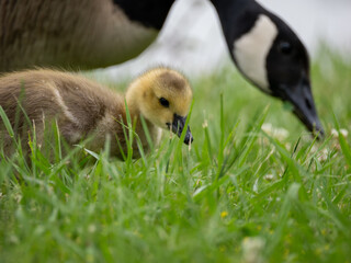 Canada goose gosling in grass