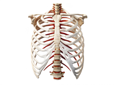 Rib cage png human ribs png skeletal system png anatomy ribs png bone structure png medical diagram png transparent background image