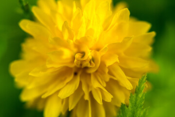 Fototapeta premium Kerria Japonica is a species of shrub from the Rosaceae family. 