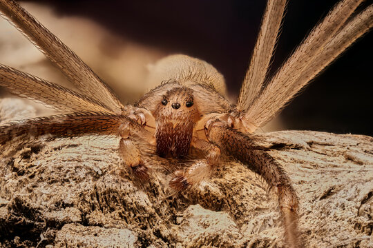 ara&ntilde;a reclusa parda (loxosceles reclusa)