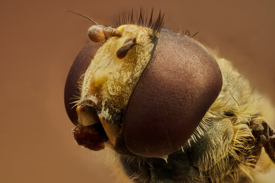 cabeza de mosca en macro extremo a 5X