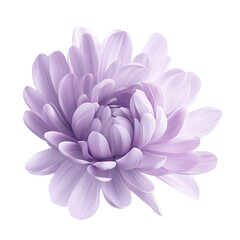 Fototapeta premium Delicate, light purple flower with many soft petals isolated on transparent background