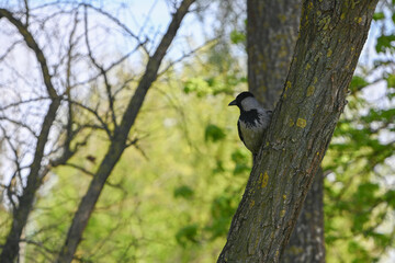 bird on a tree