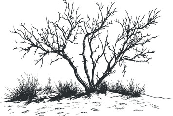 Leafless bush with dry branches growing in an arid desert landscape with sparse vegetation
