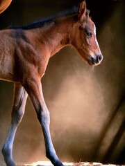 A close-up of a young brown foal with long legs, standing in a dimly lit stable.