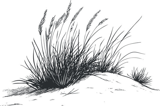 Black and white illustration of wild grass growing on a sandy dune in a natural coastal environment.