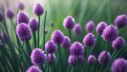 Green foliage and pink chive flowers outdoors in spring