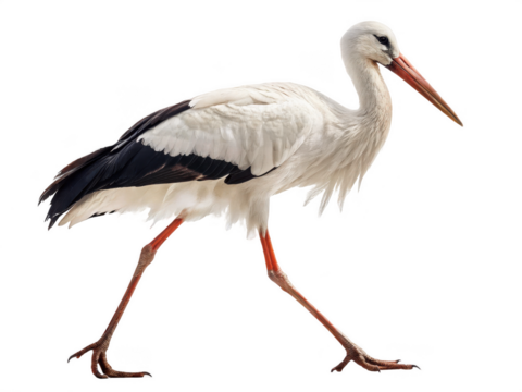 Stork animal PNG, stork PNG, wetland bird PNG, migratory bird PNG, transparent background image