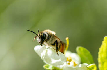A bee with pollen on its head