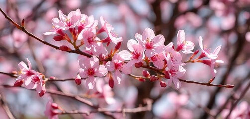Delicate pink almond blossoms burst forth on slender branches, bathed in sunlight, flora, plant