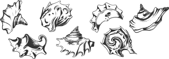 Set of vector seashell icons.Black seashell illustrations in a minimalist style.