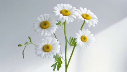 Isolated camomile blossom and foliage on one stalk with a white background