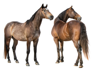Obraz premium two brown horses isolated on transparent background
