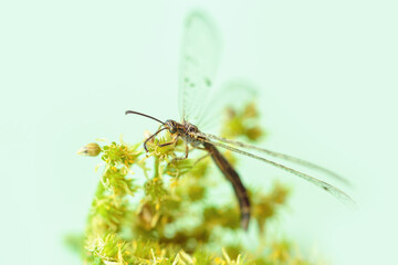 A dragonfly perches gracefully on a yellow-green flower, framed by a light green background. The soft lighting and delicate balance highlight the peacefulness of nature in this macro shot.