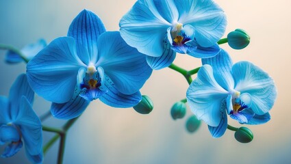 Obraz na płótnie Canvas Macro shot of a blue blossom orchid against a nature-inspired background