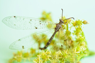 A dragonfly rests on a yellow-green bloom, perfectly framed by a soft green background. This macro shot emphasizes the dragonflys fragility and its peaceful connection with the natural world.