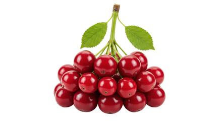 Isolated Bunch of Cherries