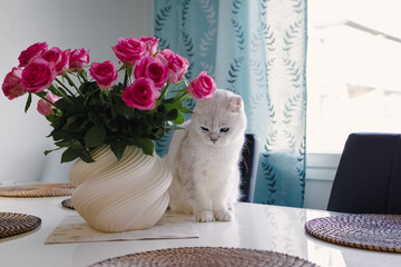 A white British shorthair cat sits on a white dining table next to a beautiful vase of pink rose. Photo