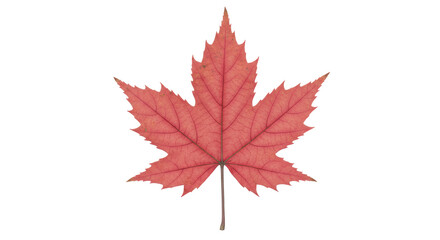 Isolated Red Maple Leaf