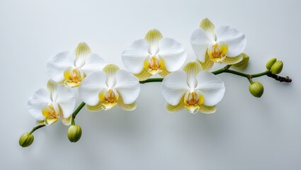 Obraz premium White orchid branch with flowers and green buds against a white background, isolated