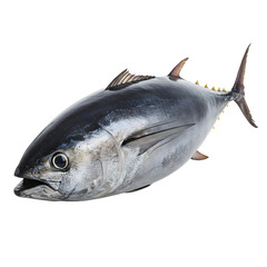 Fresh whole tuna fish with shiny scales
