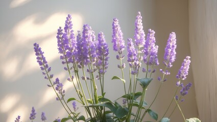Obraz premium Violet-Flowered Lavender Heliotrope: A Sweet-Scented, Sun-Dependent Plant for Gardens