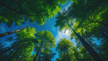 Obraz premium Bottom-up perspective of a green forest with delicate trunks and lush leaves, showcasing tree tops under a bright sky.