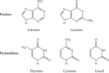 Structure of RNA nucleobases. Adenine Guanine Cytosine Thymine and Uracil A nitrogenous base, or nitrogen containing base.