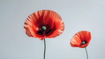 Fototapeta premium Isolated red poppy flower against a white background, showcasing natural beauty and floral elegance