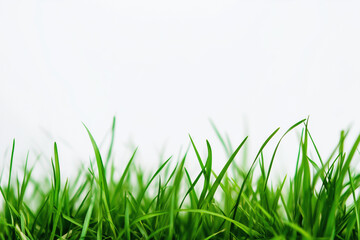 Fototapeta premium long green grass field with no other objects in the image. The grass is lush and vibrant, giving the impression of a peaceful and serene environment