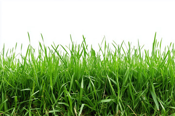 Fototapeta premium field of green grass with no other objects in the image. The grass is tall and lush, giving the impression of a peaceful, natural setting