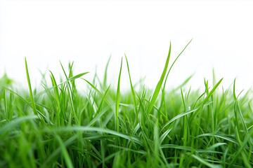 Fototapeta premium field of green grass with no other objects in the image. The grass is tall and lush, giving the impression of a peaceful, natural setting