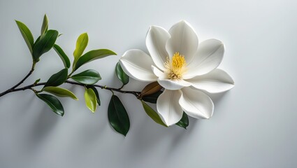 Fototapeta premium Single Magnolia Flower on a Pale Background