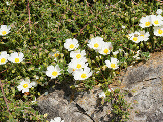 Sageleaf rockrose or salvia cistus (Cistus salviifolius) Pretty flowers with snow-white petals,...
