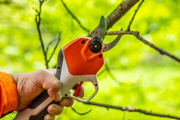 Garden work of spring. Farmer prunes and cuts shrubs in the garden with cordless shears or secateurs in spring. Man pruning with cordless secateurs. Spring cut tree close up.