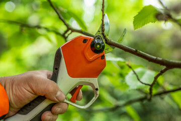 Garden work of spring. Farmer prunes and cuts shrubs in the garden with cordless shears or secateurs in spring. Man pruning with cordless secateurs. Spring cut tree close up.