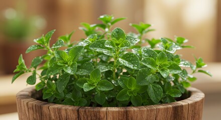 Fresh Oregano Growing in Wood Pot with Water Droplets