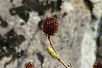 Close-up and full shots of Juglans regia showing its leaves, catkins, trunk bark, and ripening green fruits.

