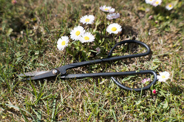 Obraz premium Garden scissors, hand tool, gardening. 