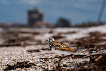 Ruddy Turnstone bird on the Beach