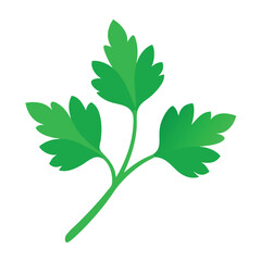 Parsley leaf vector illustration fresh herb ingredient cooking element isolated