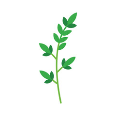 Simple thyme sprig illustration fresh herb food ingredient culinary element isolated