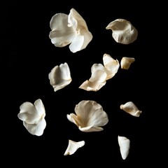 Floating White Flower Petals on Black Background, Studio Shot, Minimalist Style, Ethereal Light, Delicate Beauty