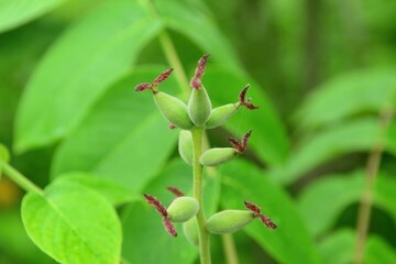 High-resolution photos of Juglans mandshurica including leaves, male flowers (catkins), fruits, bark, and structure for botanical and educational use.

