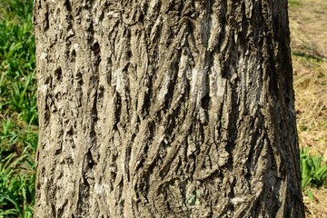 High-resolution photos of Juglans mandshurica including leaves, male flowers (catkins), fruits, bark, and structure for botanical and educational use.

