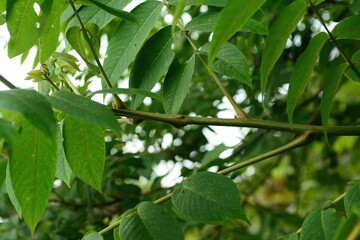 High-resolution photos of Juglans mandshurica including leaves, male flowers (catkins), fruits, bark, and structure for botanical and educational use.


