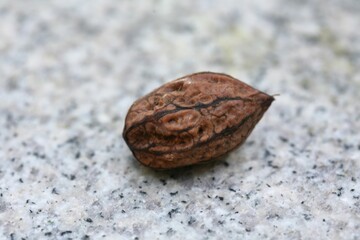 High-resolution photos of Juglans mandshurica including leaves, male flowers (catkins), fruits, bark, and structure for botanical and educational use.

