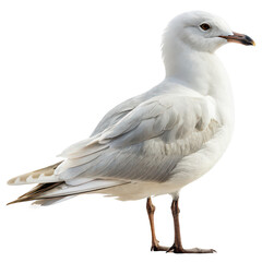 Obraz premium Gull animal png seagull png coastal bird png flying gull png marine bird png shorebird png realistic gull png white background image