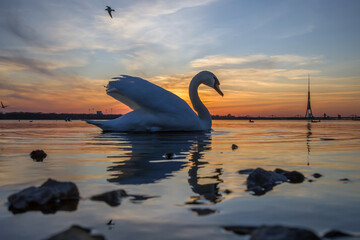 Fototapeta premium Elegant swan gliding on tranquil water at sunset near cultural landmark