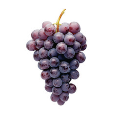 Fototapeta premium Bunch of purple grapes isolated on transparent background
